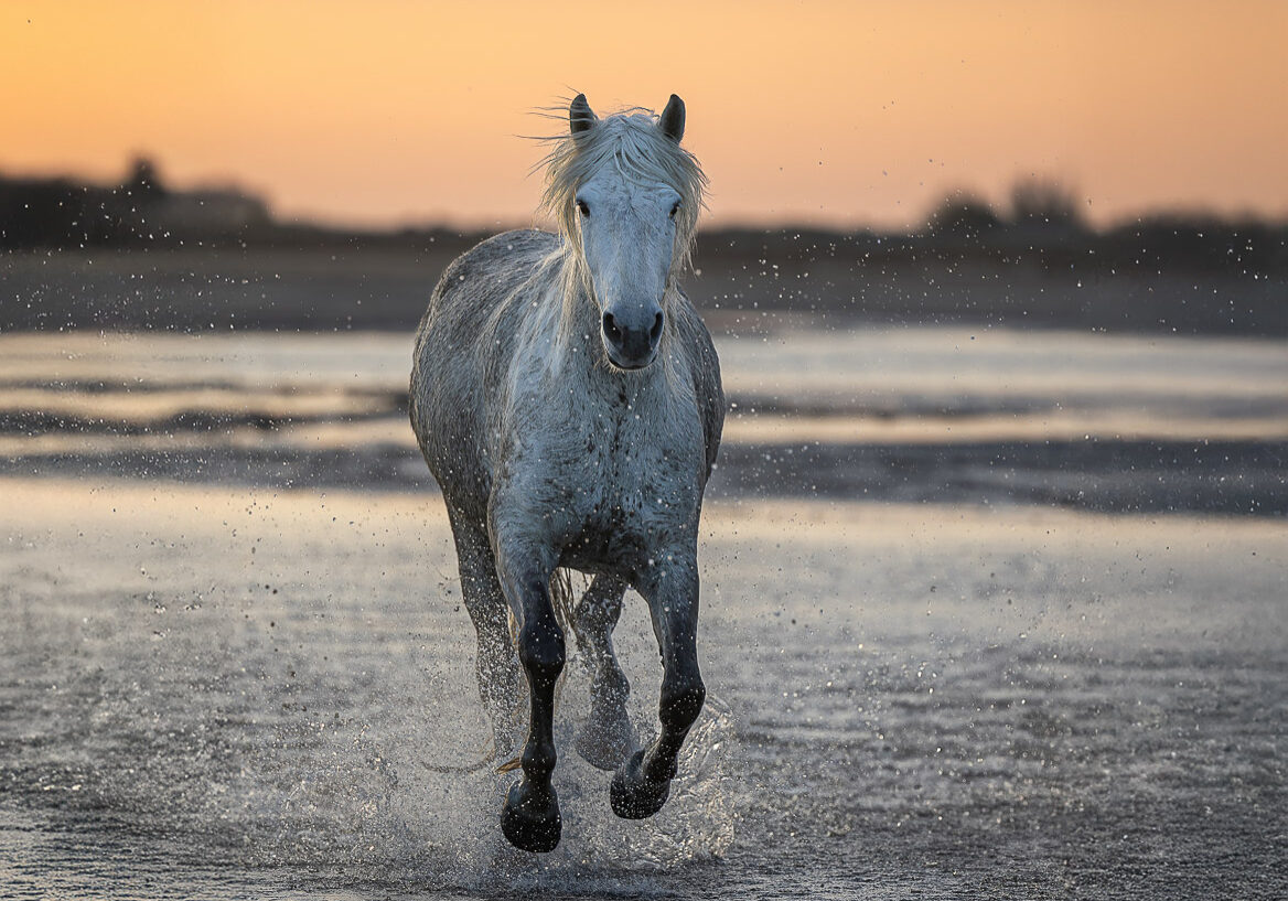 0T1A7744LR-SharpenAI-motion kopieLR-2LR