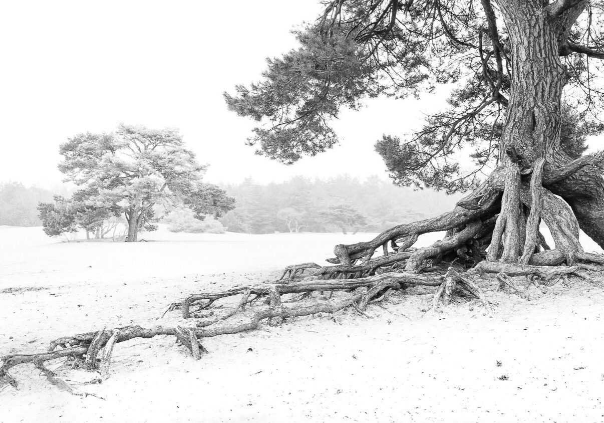 R5II8229-bewerktLR-3LR