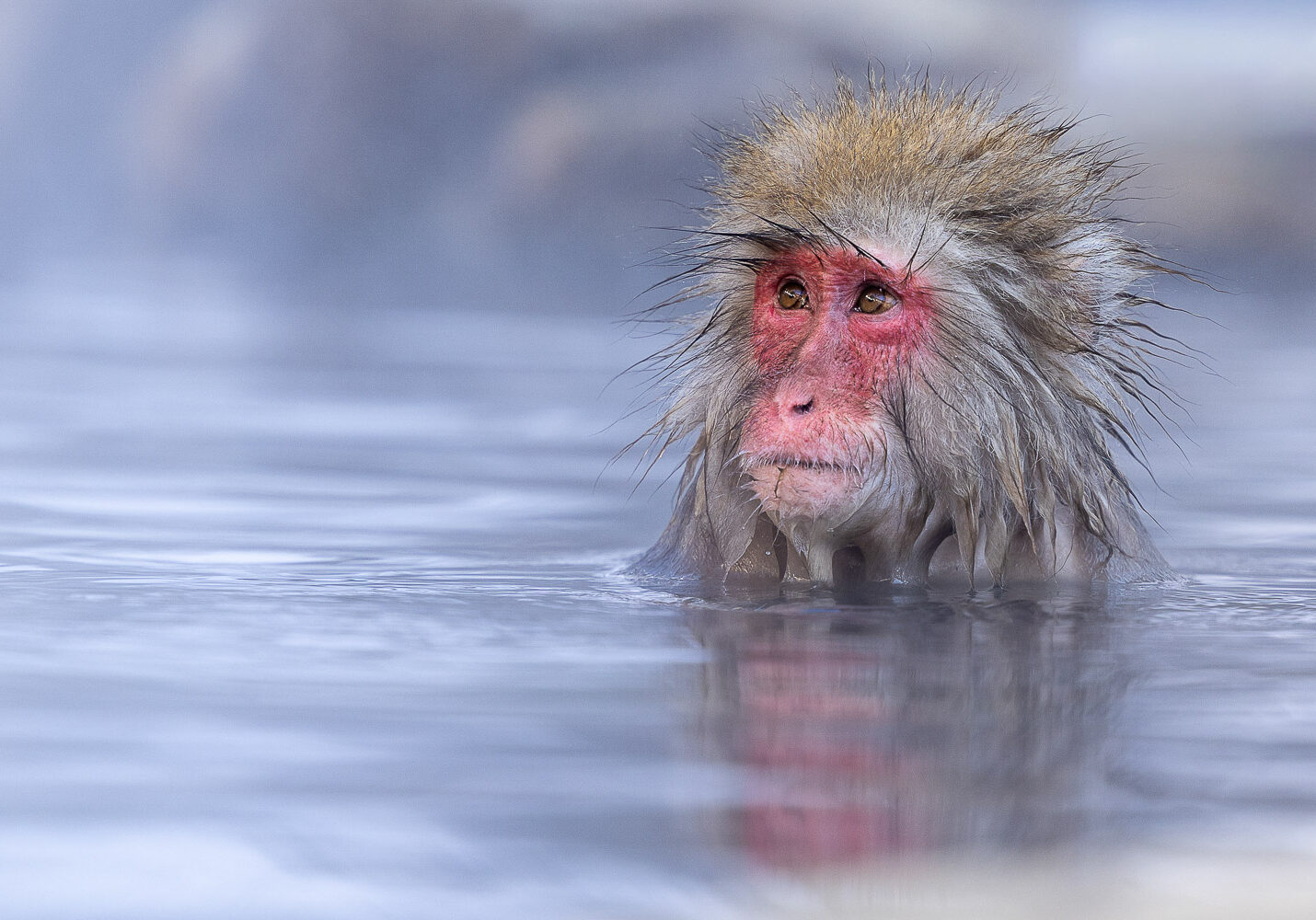 Snow monkey